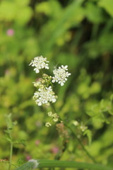 Apioideae