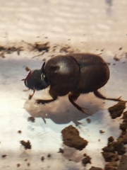 Onthophagus
