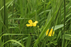 Ranunculus