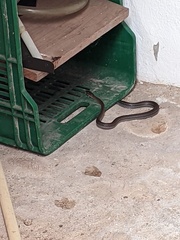 Mastigodryas melanolomus