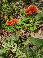 Gaillardia pulchella