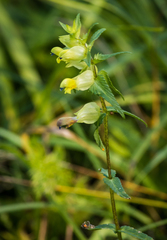 Rhinanthus minor