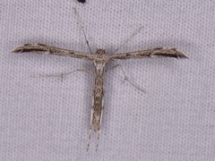 Hellinsia inquinatus