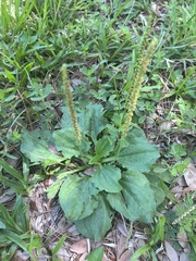 Plantago
