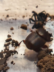 Onthophagus