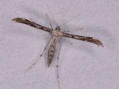 Hellinsia inquinatus