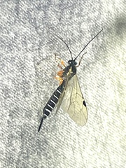 Itoplectis conquisitor