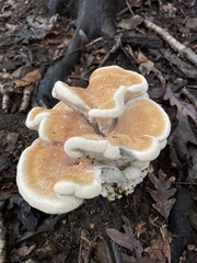 Fungi