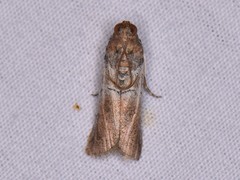 Chararica hystriculella