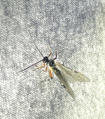 Itoplectis conquisitor