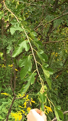 Moraceae