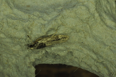 Pseudochelaria walsinghami