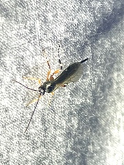 Itoplectis conquisitor