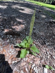 Plantago