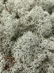 Cladonia stellaris