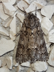 Acronicta auricoma