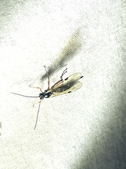 Itoplectis conquisitor