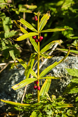 Polygonatum verticillatum