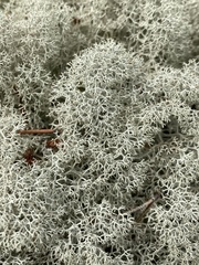 Cladonia stellaris