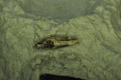Pseudochelaria walsinghami