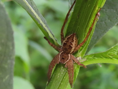 Dolomedes vittatus