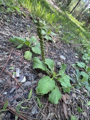 Plantago