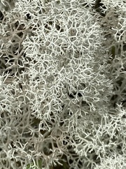Cladonia stellaris