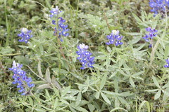 Lupinus texensis