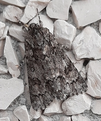 Acronicta auricoma