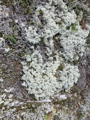 Cladonia stellaris