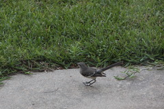 Mimus polyglottos