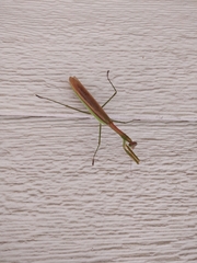Tenodera sinensis