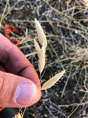 Bromus squarrosus
