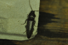 Melanotus castanipes