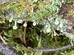 Cladonia crispata