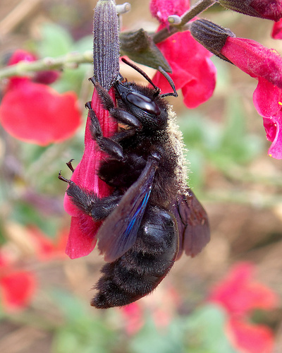 Violet Carpenter Bee, photo 10 of 10