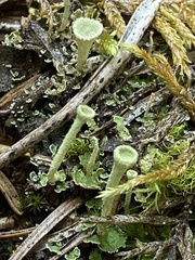 Cladonia crispata