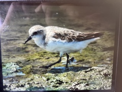 Calidris ruficollis