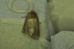 Orthodes cynica