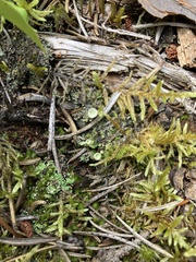 Cladonia crispata