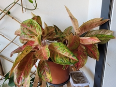 Aglaonema commutatum