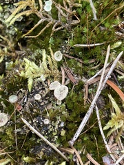 Cladonia crispata