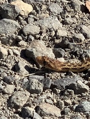 Pituophis catenifer catenifer