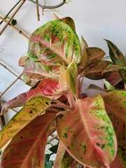 Aglaonema commutatum