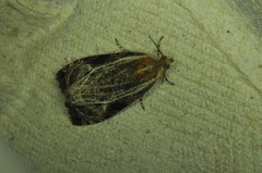 Olethreutes quadrifidum