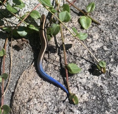 Plestiodon skiltonianus