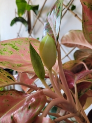 Aglaonema commutatum