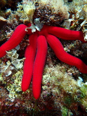 Ophidiaster ophidianus