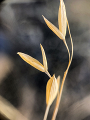Bromus squarrosus