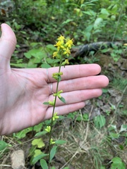 Solidago hispida